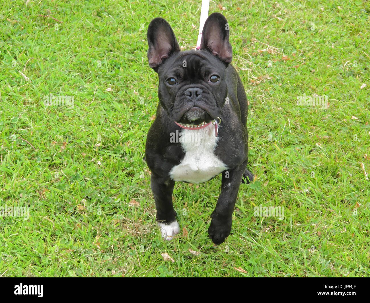 Race de chien Bouledogue Français Photo déchirer black noir fond d'herbe verte # FrenchBulldog Banque D'Images