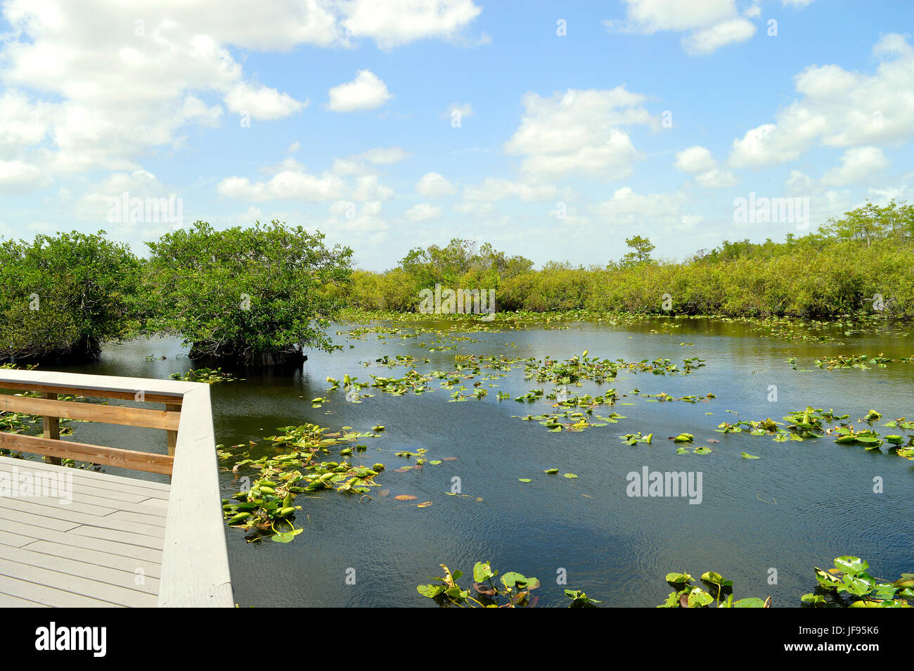 Anhinga Trail à travers le Parc National des Everglades en Floride Banque D'Images