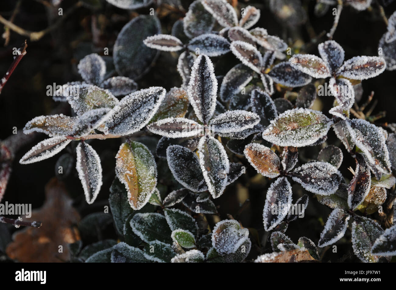 Ligustrum vulgare, troène, gelée blanche Banque D'Images