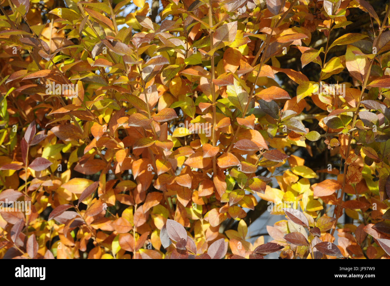 Ligustrum vulgare, troène, engelures Banque D'Images