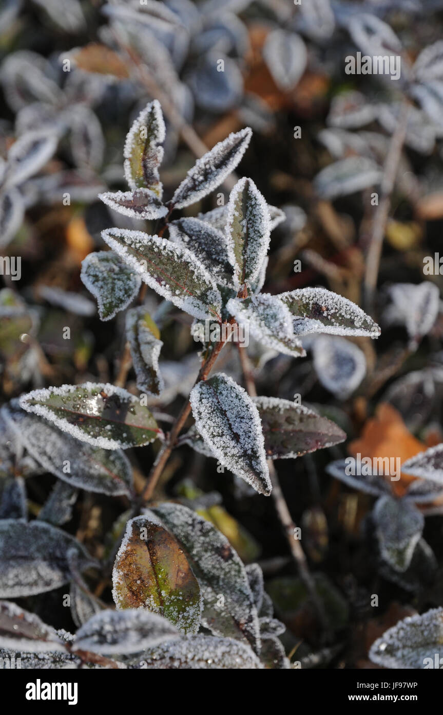 Ligustrum vulgare, troène, gelée blanche Banque D'Images