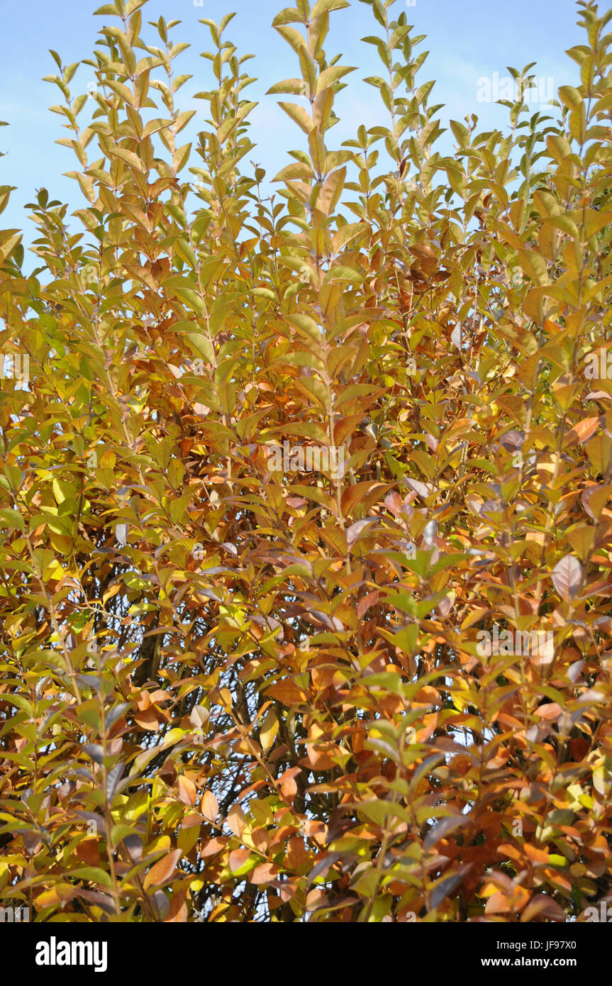 Ligustrum vulgare, troène, engelures Banque D'Images