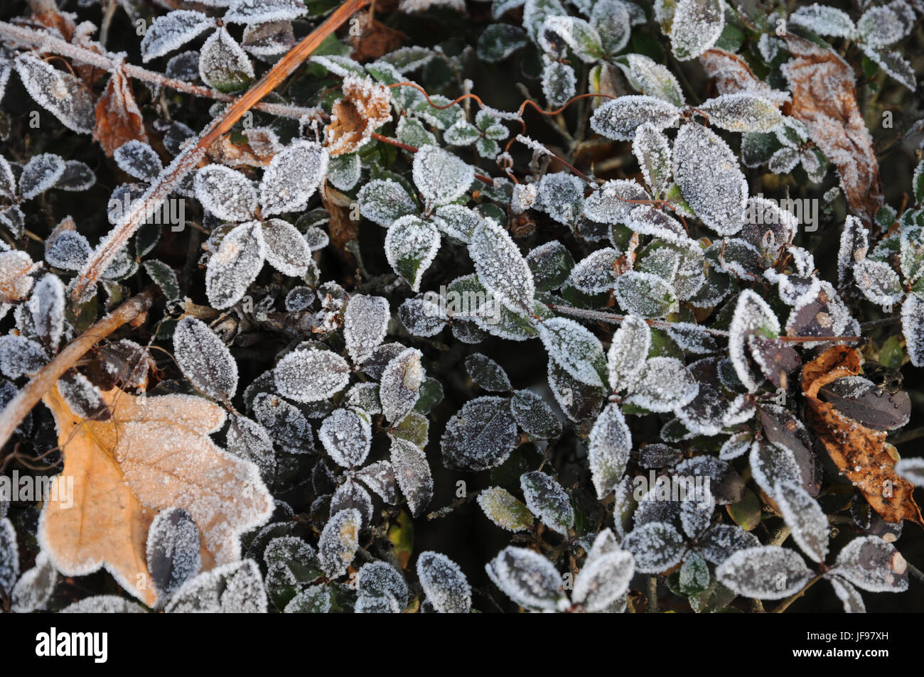 Ligustrum vulgare, troène, gelée blanche Banque D'Images