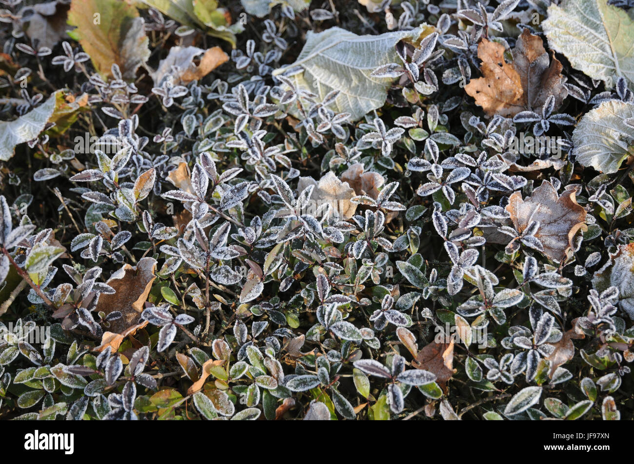 Ligustrum vulgare, troène, gelée blanche Banque D'Images