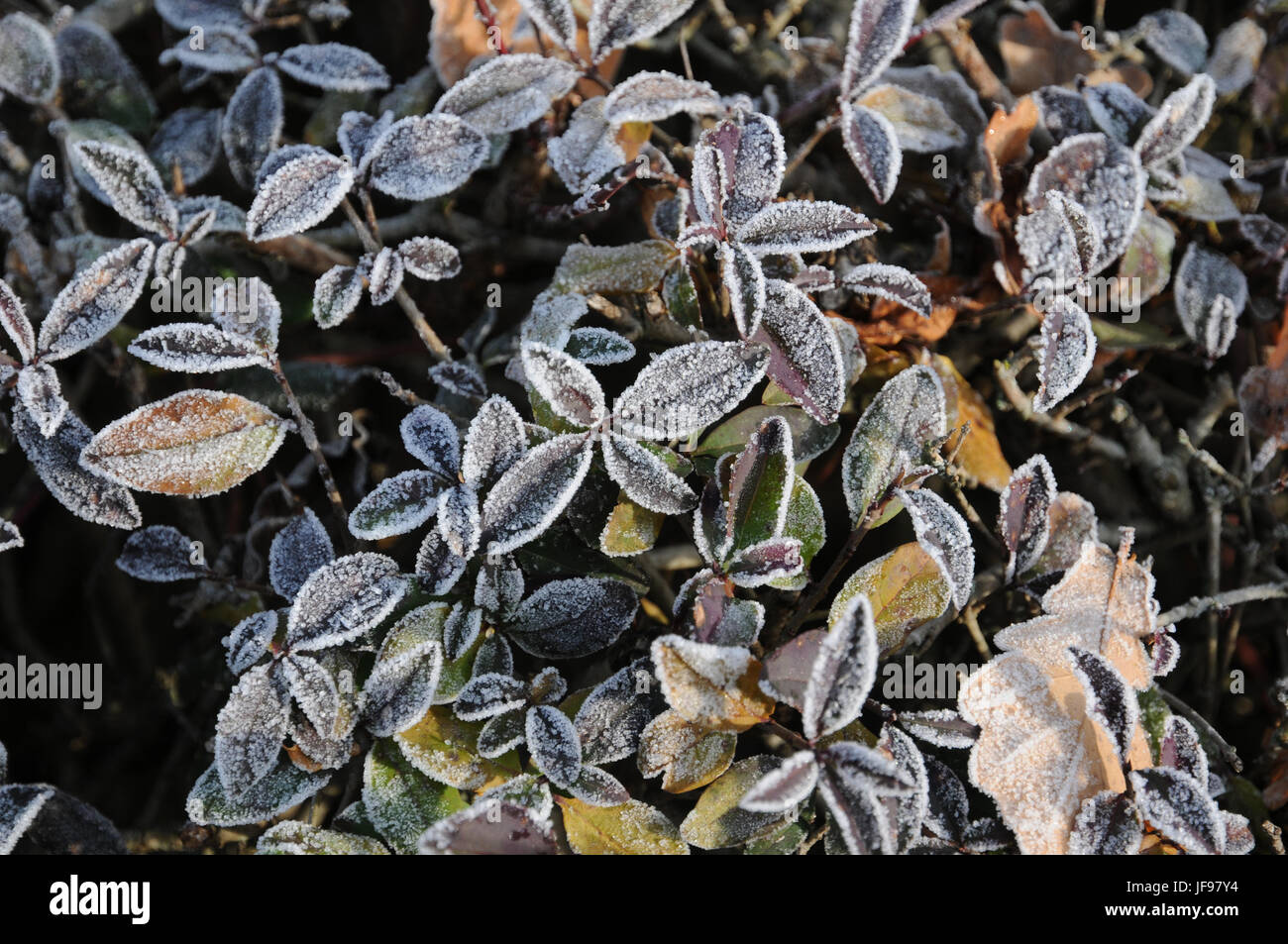 Ligustrum vulgare, troène, gelée blanche Banque D'Images