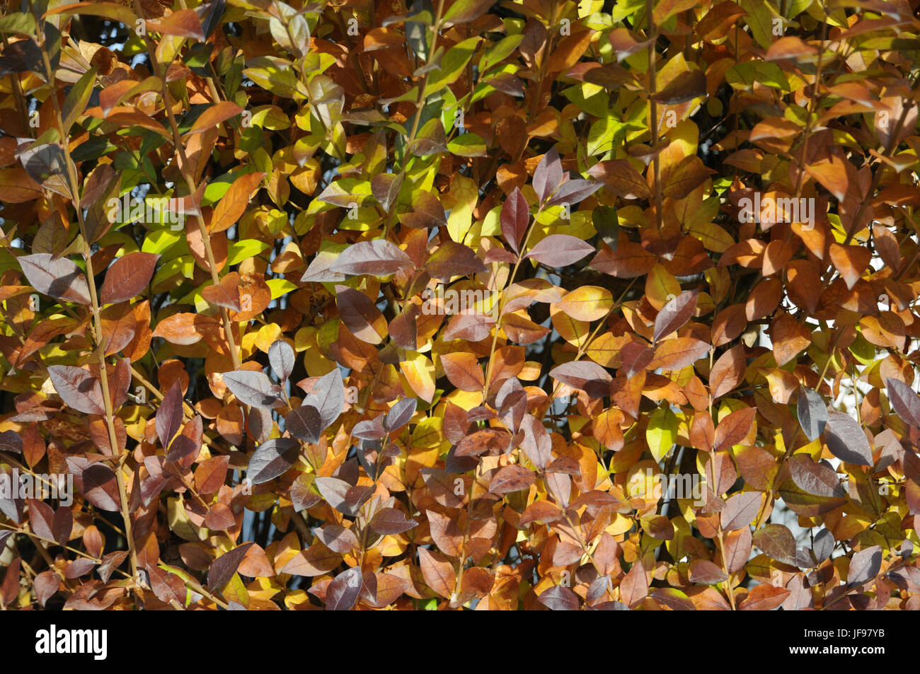 Ligustrum vulgare, troène, engelures Banque D'Images