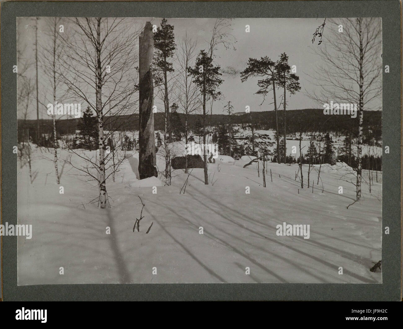 Un paysage hivernal serein, avec un terrain enneigé avec un snag (arbre mort) au premier plan, capturant la beauté de l'hiver en Finlande. Banque D'Images