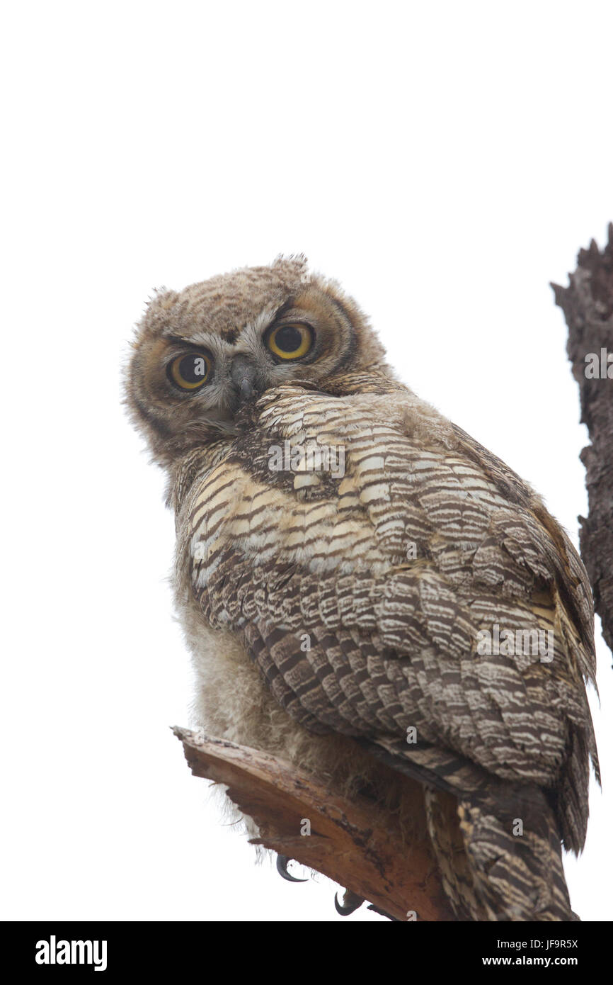 Grand-duc d'Amérique jeune Banque D'Images