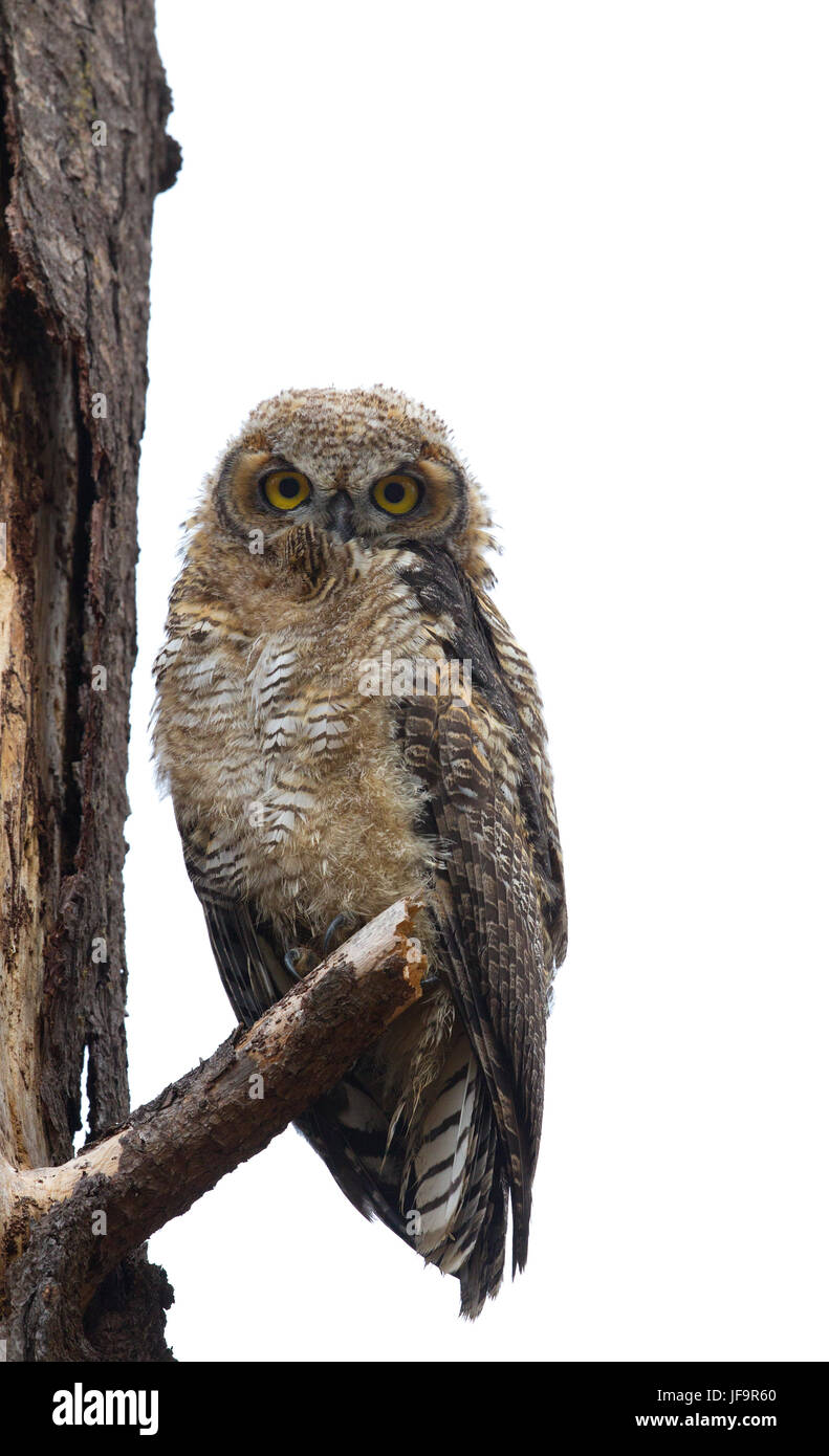 Grand-duc d'Amérique jeune Banque D'Images
