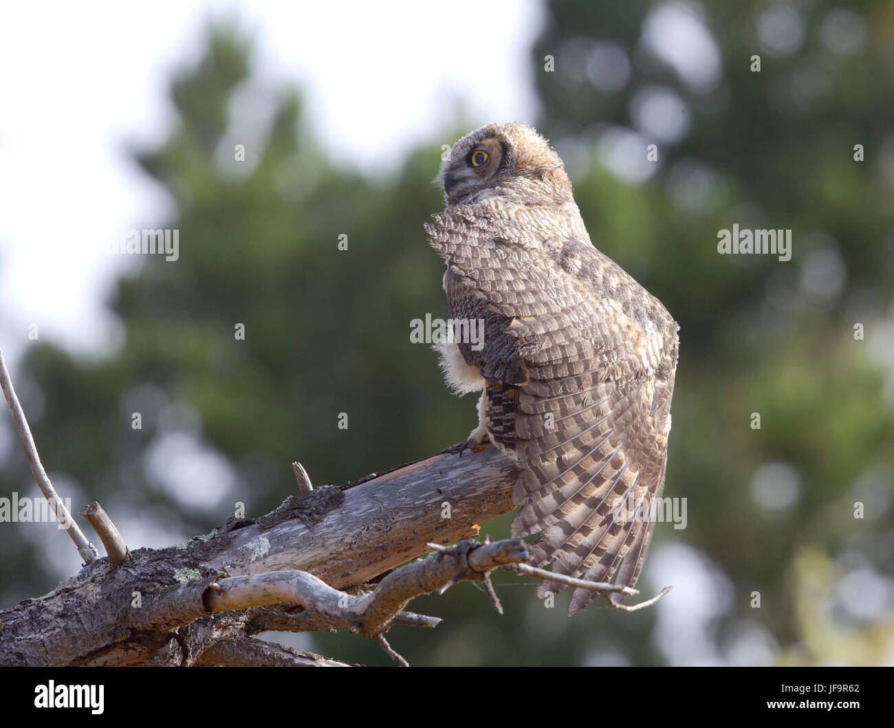 Grand-duc d'Amérique jeune Banque D'Images