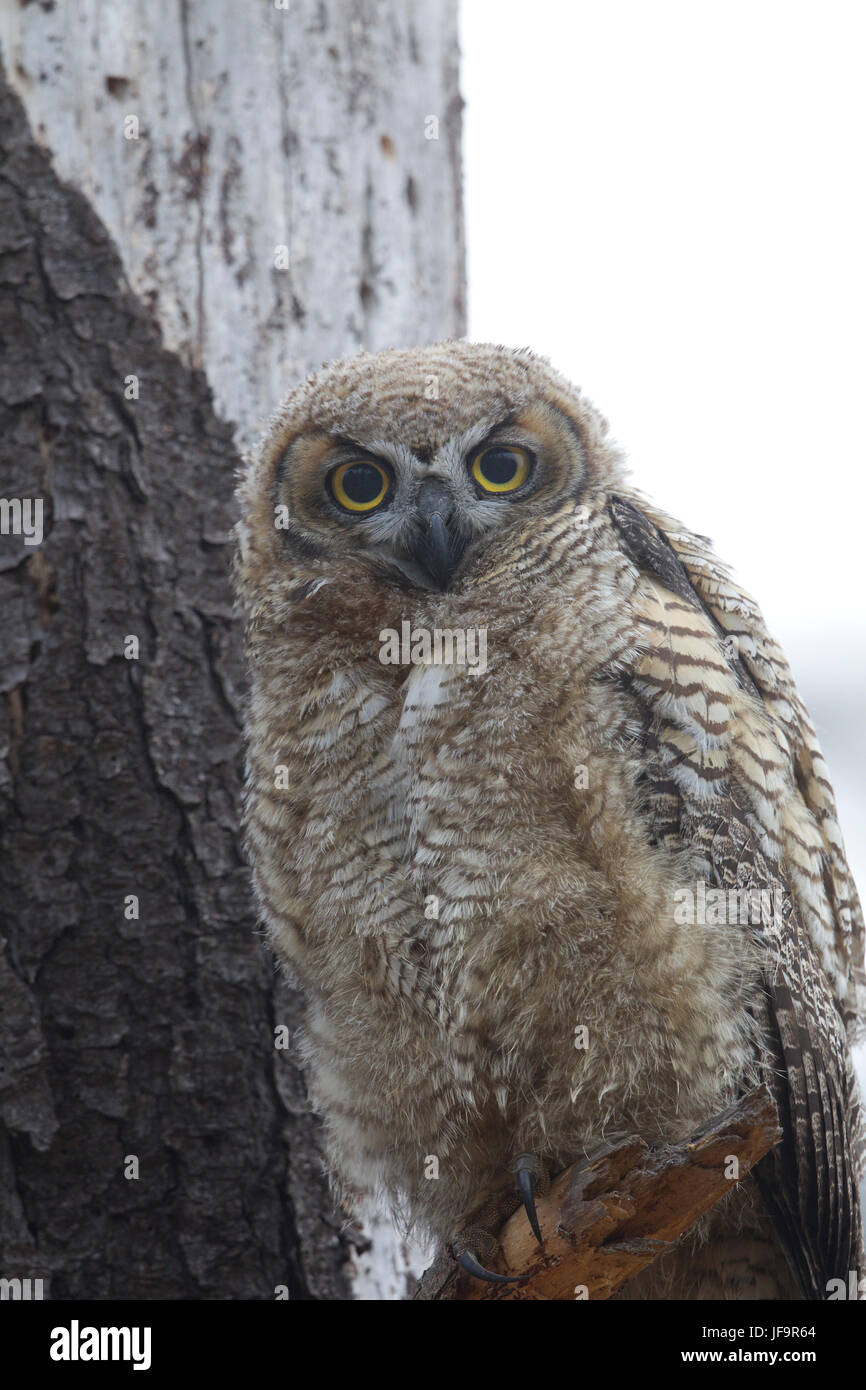 Grand-duc d'Amérique jeune Banque D'Images