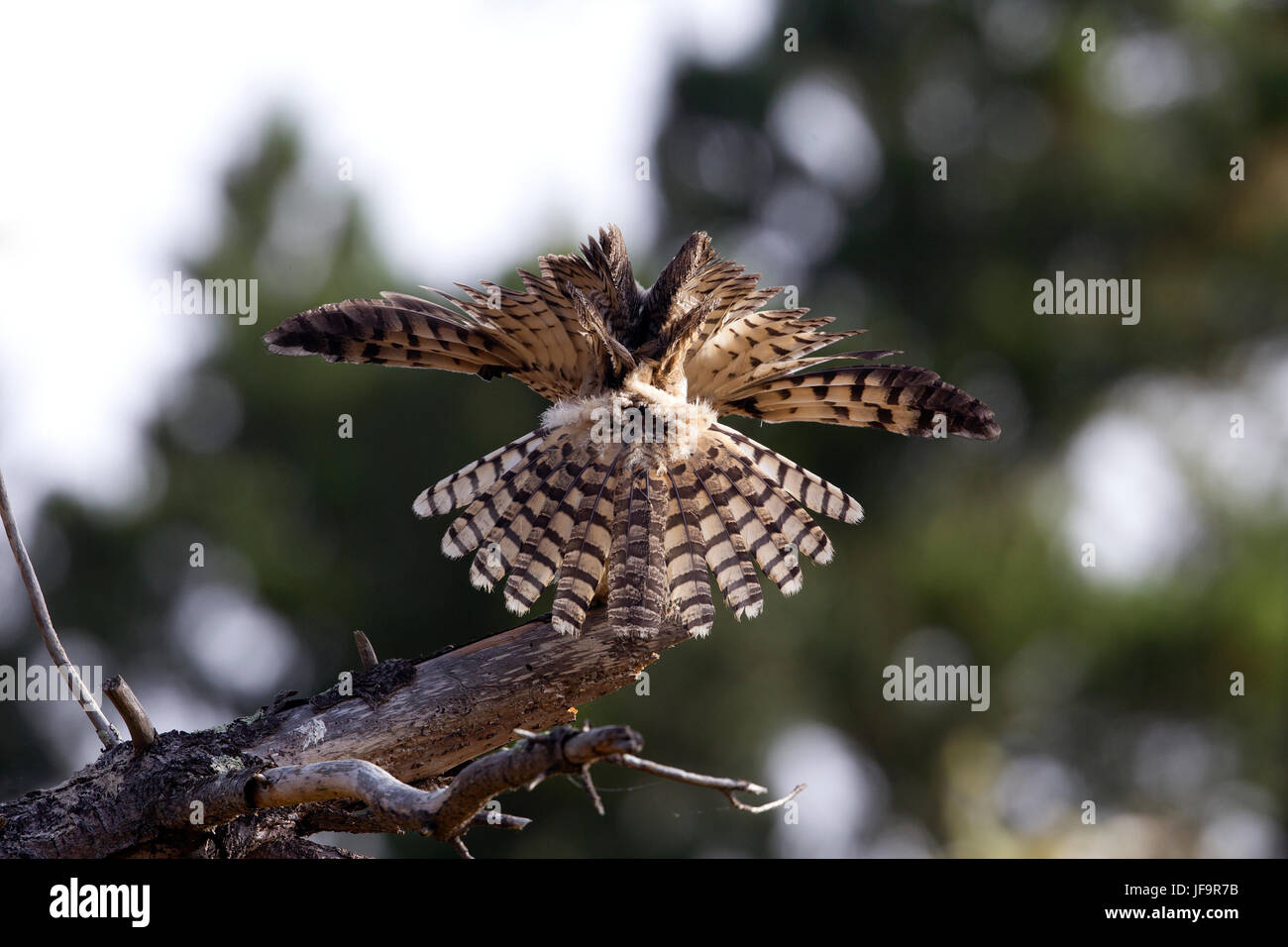 Grand-duc d'Amérique jeune Banque D'Images