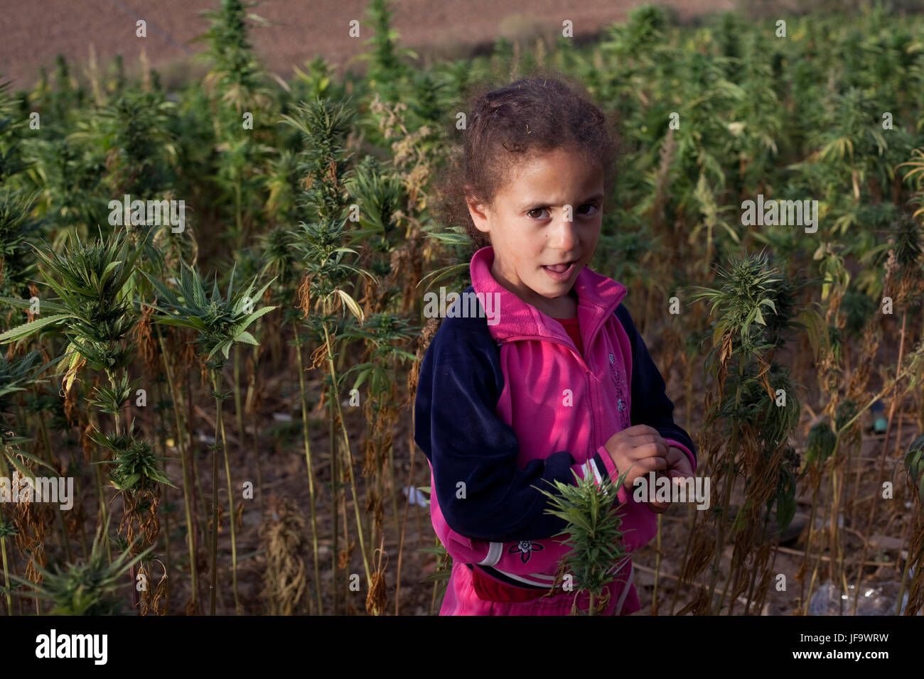 Domaines de cannabis autour de Ketama, la capitale du Rif région productrice de haschisch. Nord du Maroc, dans la province de rif est le foyer de la marijuana plus Banque D'Images