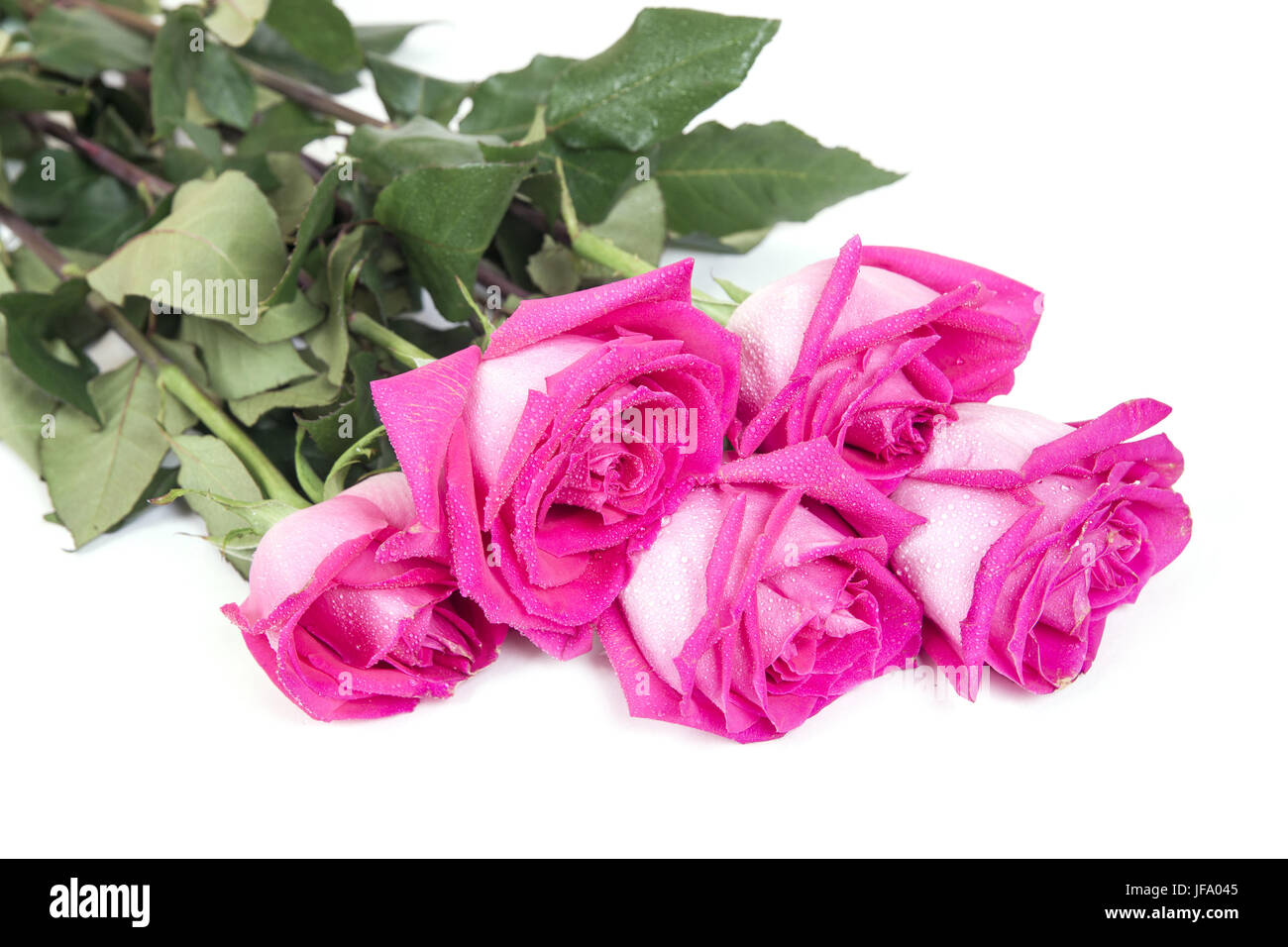 Bouquet de roses roses sur fond blanc Banque D'Images