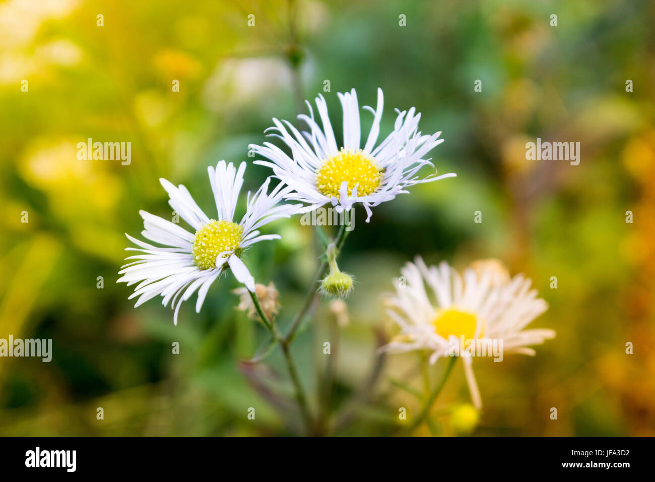 Daisy dans le champ sur la journée ensoleillée Banque D'Images