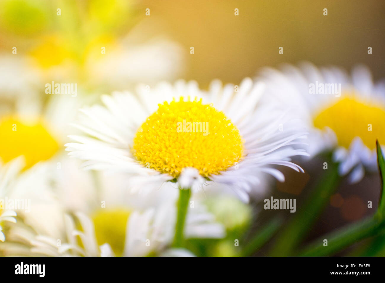 Daisy dans le champ sur la journée ensoleillée Banque D'Images