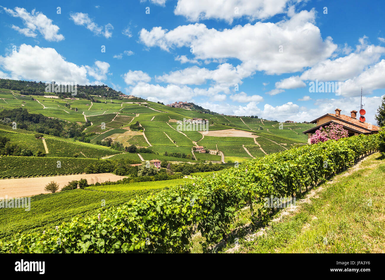 Vignes près de Barolo. Italie Banque D'Images