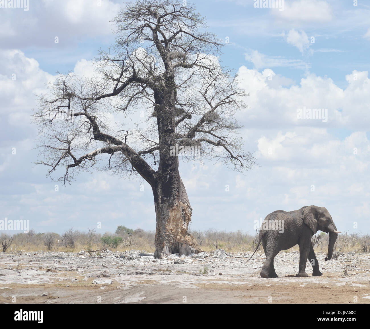 En Afrique de l'éléphant Banque D'Images