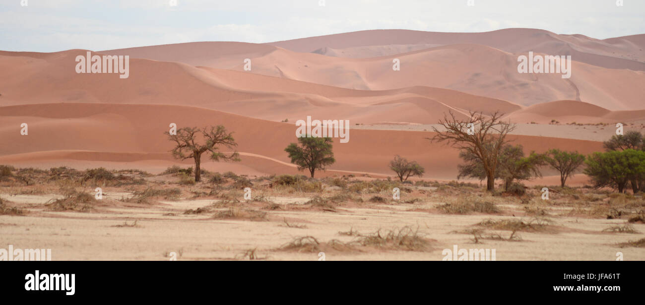 Paysage du Namib Banque D'Images