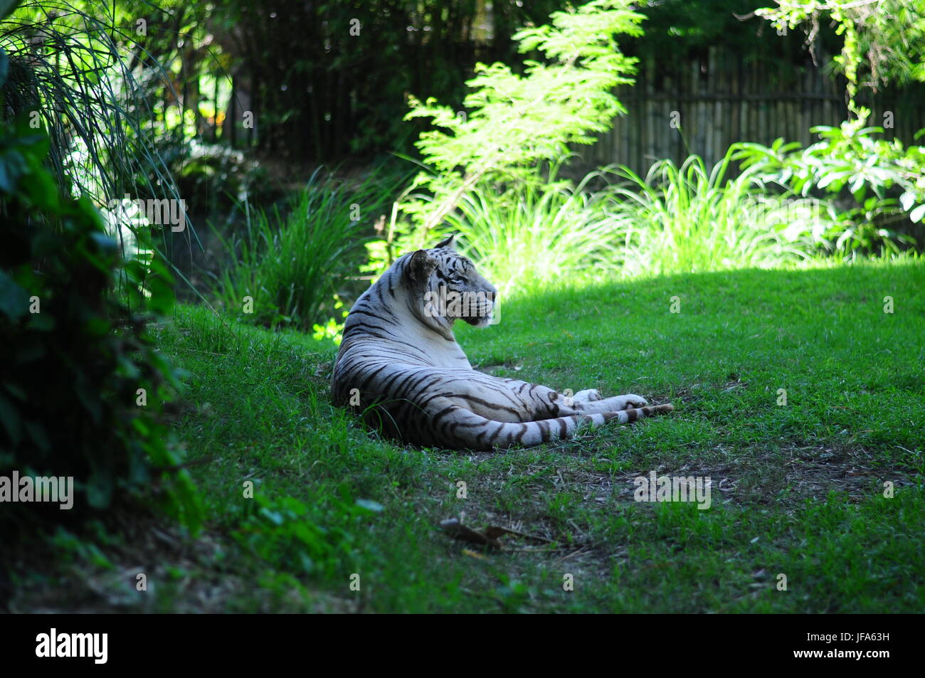Habitat du tigre blanc Banque de photographies et d’images à haute ...