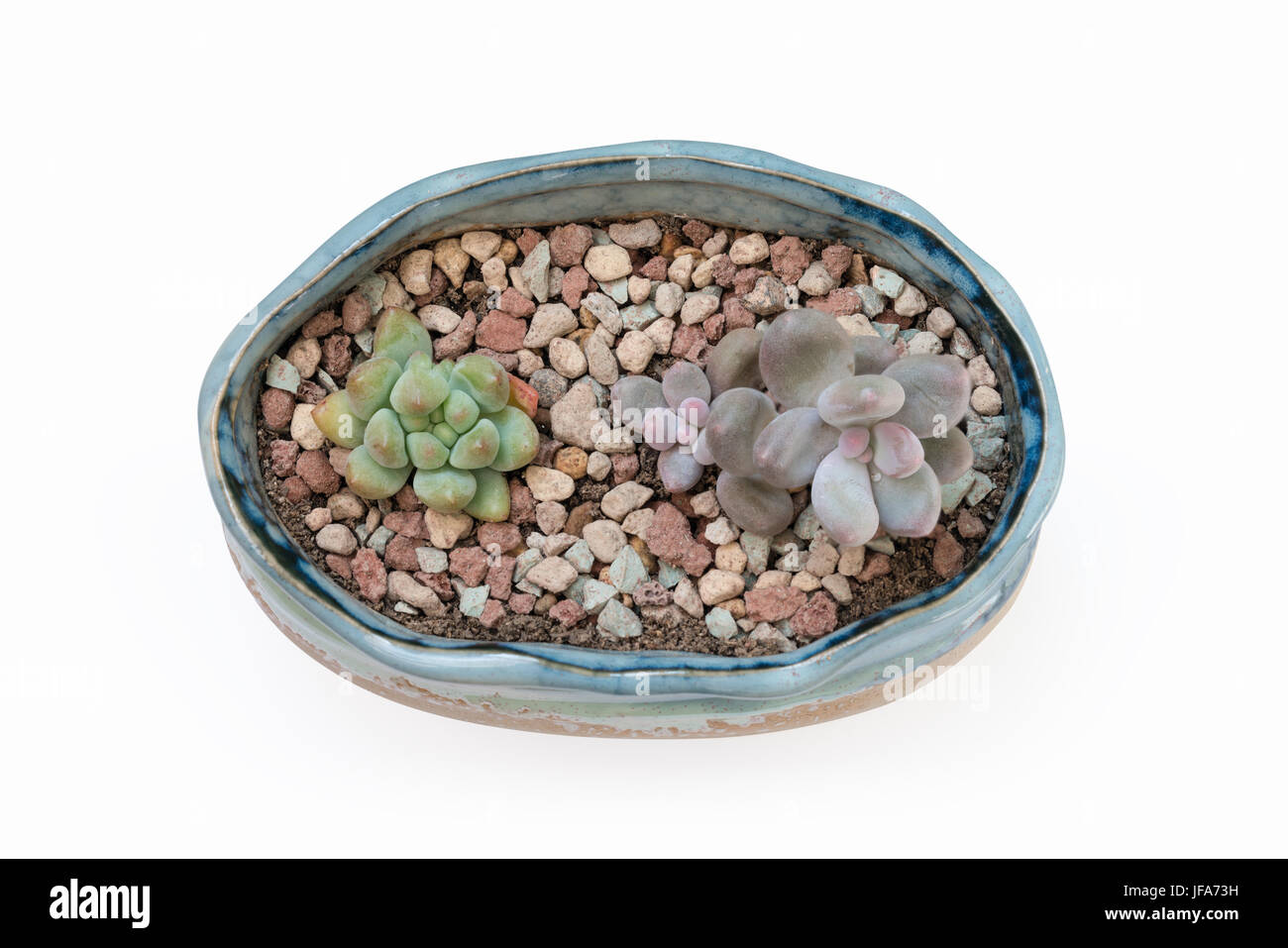 Plante succulente dans isolé flowerpot Banque D'Images Plante succulente dans isolé flowerpot Banque D'Images