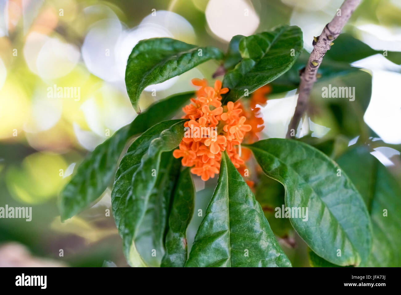 Gros plan d'osmanthus doré Banque D'Images
