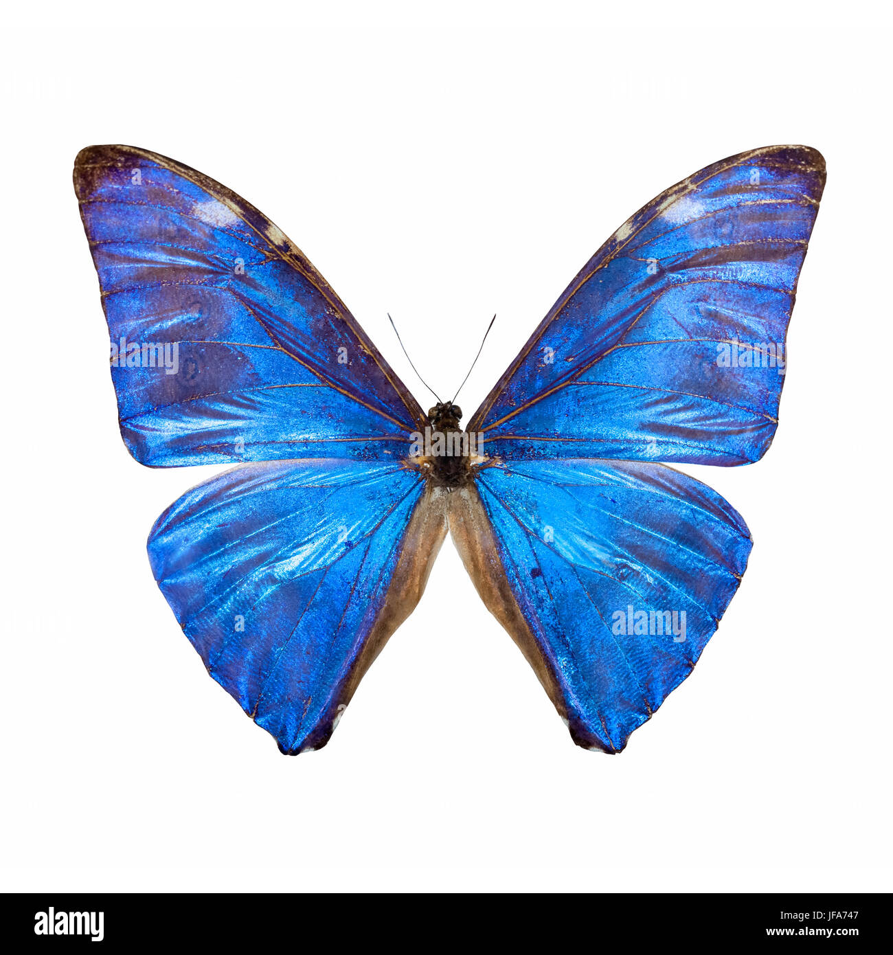 Papillon morpho bleu Banque D'Images