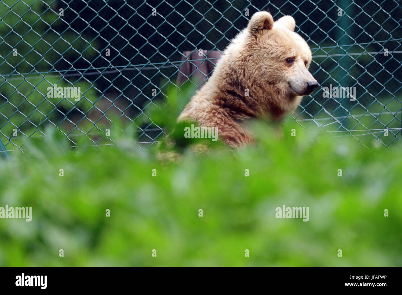 Stuer, Allemagne. 16 Juin, 2017. Ourse Clara, photographiée à son enceinte de l 'Baerenwald Mueritz' parc bear dans Stuer, Allemagne, 16 juin 2017. 17 ours bruns vivent dans les installations de la 'forêt' de l'ours, dont la plupart ont été conservés dans de petites enceintes dans les zoos ou les cirques. Avec 90 000 visiteurs, la forêt de l'ours est l'un des points saillants touristiques dans le nord-est de l'Allemagne. Photo : Jens Büttner/dpa-Zentralbild/ZB/dpa/Alamy Live News Banque D'Images