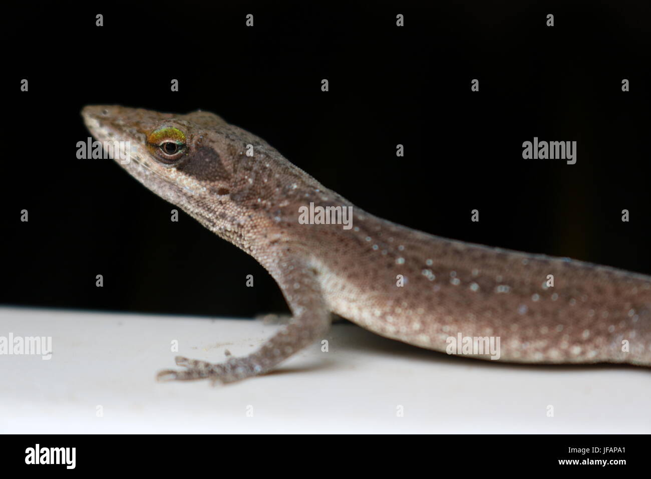 Close up of a brown anole lizard sur fond noir au Texas Banque D'Images