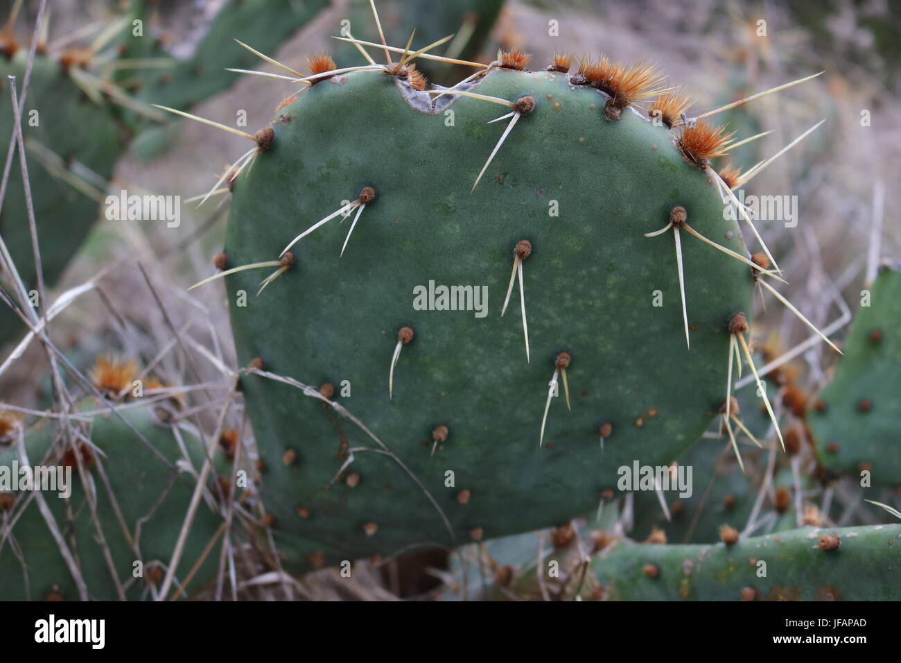 Libre d'un cactus dans le désert Banque D'Images