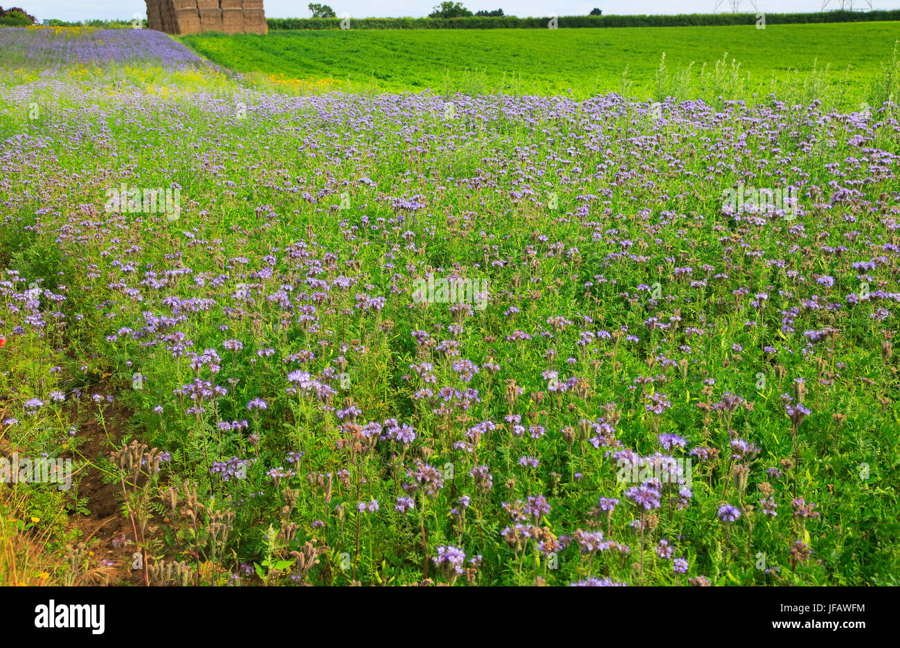 Gravure commune, Vicia sativa, marge de champ fleuri de la culture de pomme de terre, Campsea Ashe, Suffolk, Angleterre, Royaume-Uni Banque D'Images