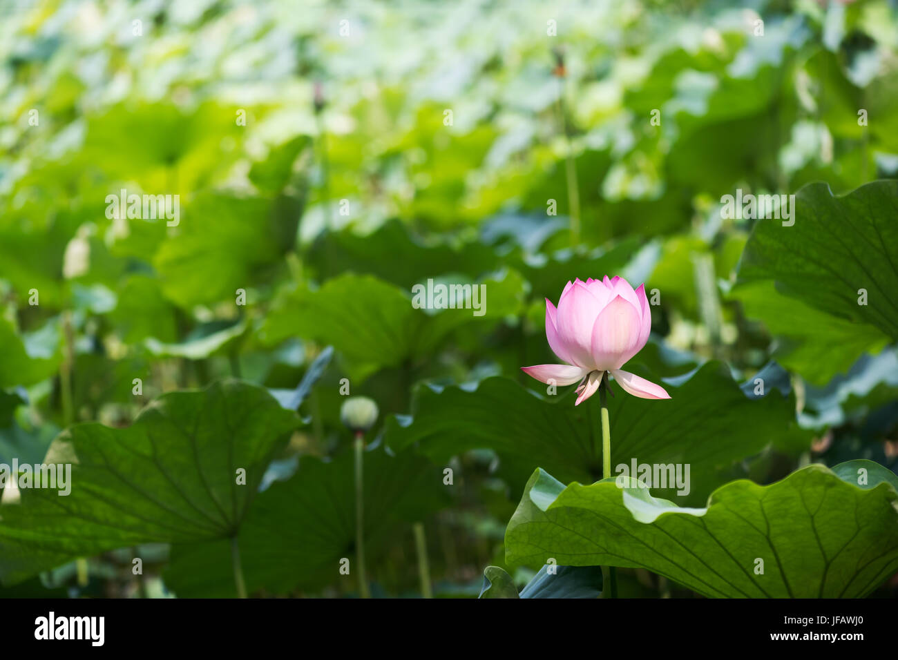 Fleur de Lotus et feuilles vertes, Chengdu, Chine Banque D'Images