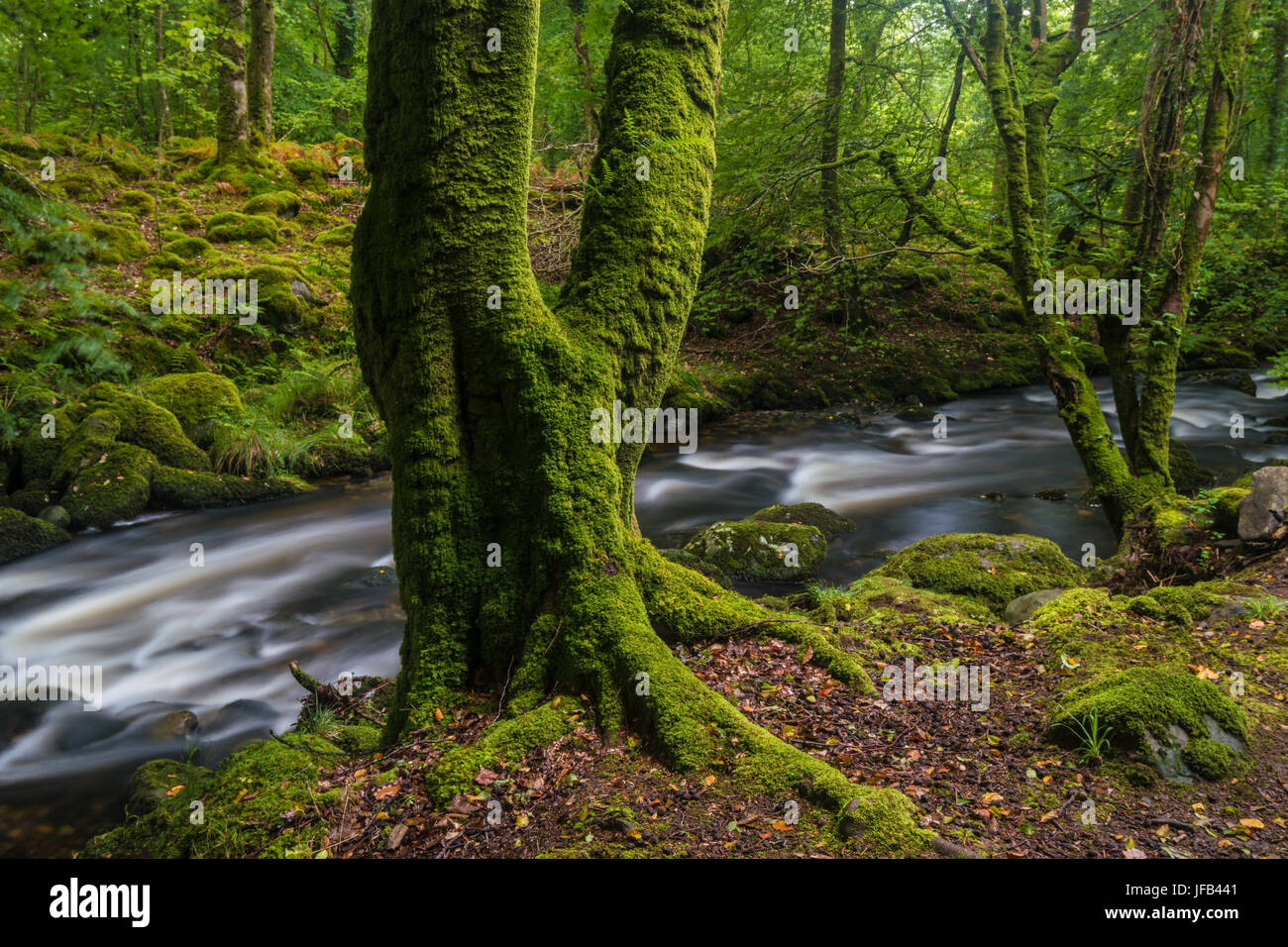 Arbre couvert de mousse dans un bois à côté d'un ruisseau de montagne au débit rapide Banque D'Images