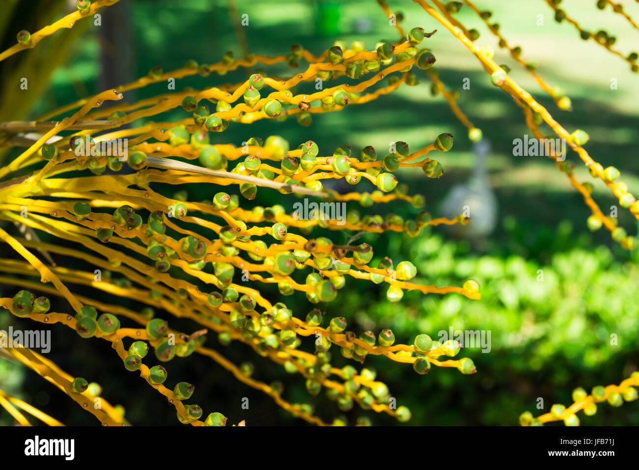 Fruit vert et jaune vert in un cluster sur un palm tree branch, lumière dorée, vert feuillage en arrière-plan, l'Espagne, de la Méditerranée Banque D'Images