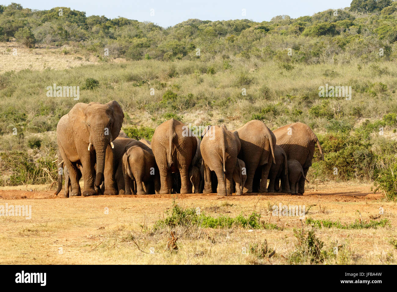 Les femelles et les bébés éléphants gathering Banque D'Images