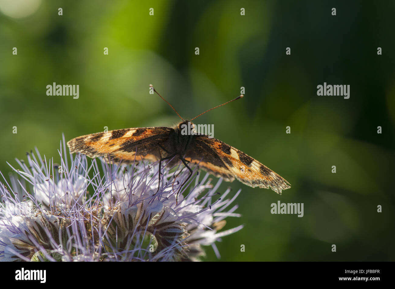 Kleiner Fuchs auf, Bueschelblume Bibersfeld Banque D'Images