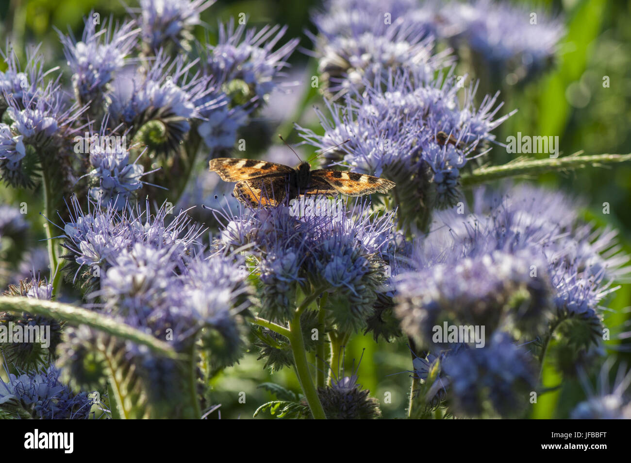 Kleiner Fuchs auf, Bueschelblume Bibersfeld Banque D'Images