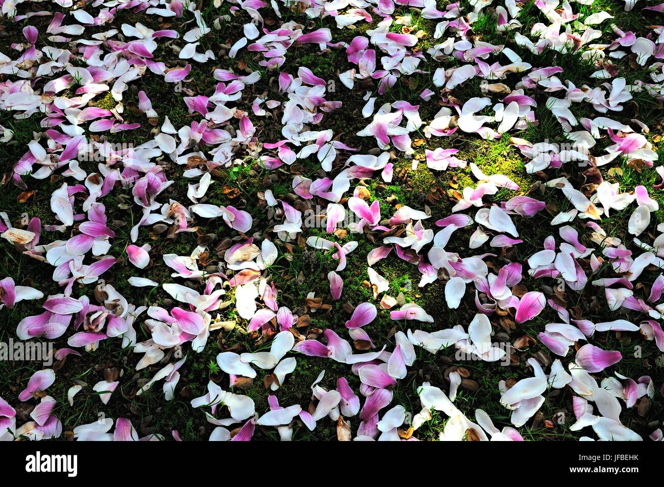 Tapis de fleurs avec des pétales de magnolia Banque D'Images