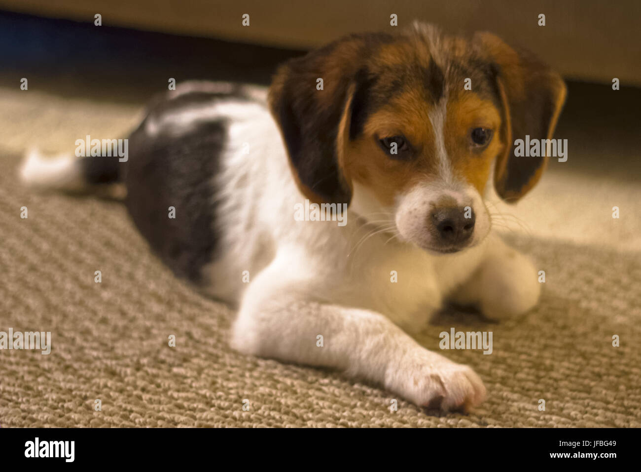 Beagle Puppy Banque D'Images