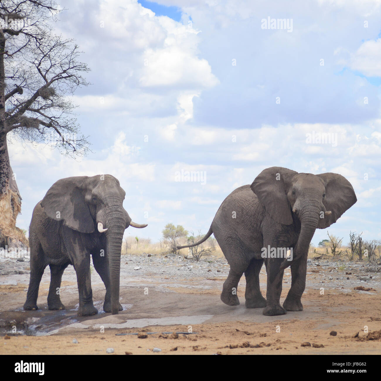 Les éléphants en Afrique Banque D'Images