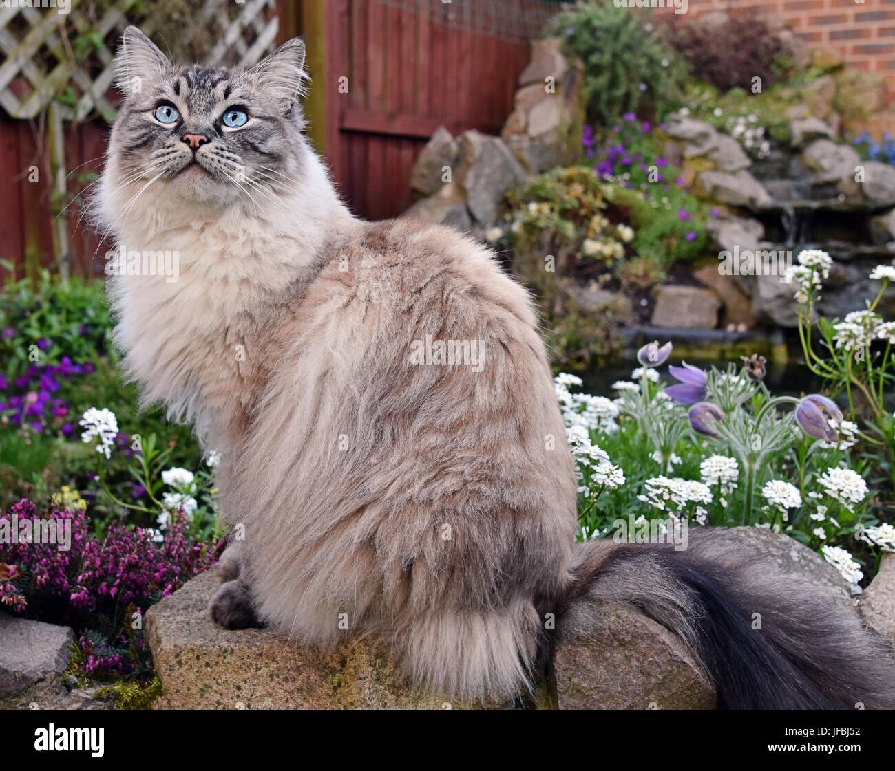 Point de chat Ragdoll Seal Lynx assis à l'extérieur sur un mur en pierre entourée de fleurs. Banque D'Images