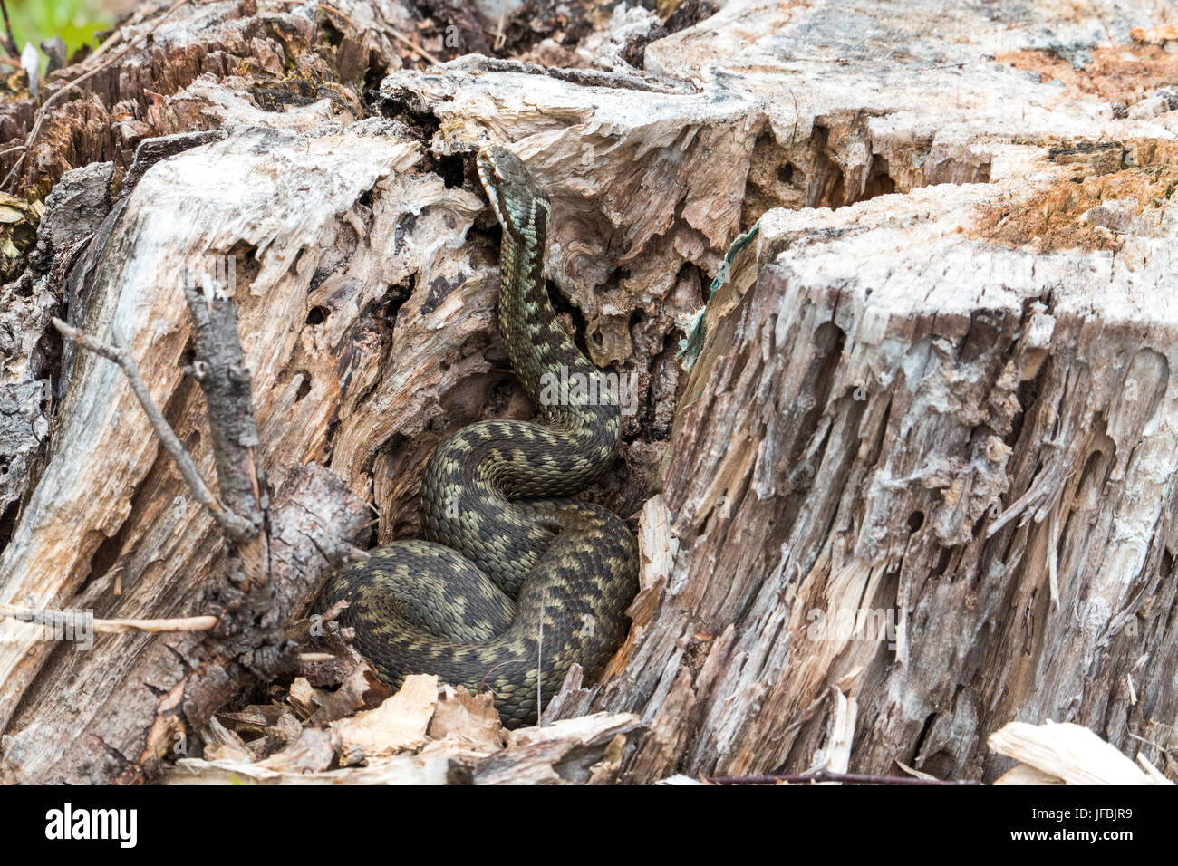 (Vipère Vipera berus) dans une souche à sec Banque D'Images