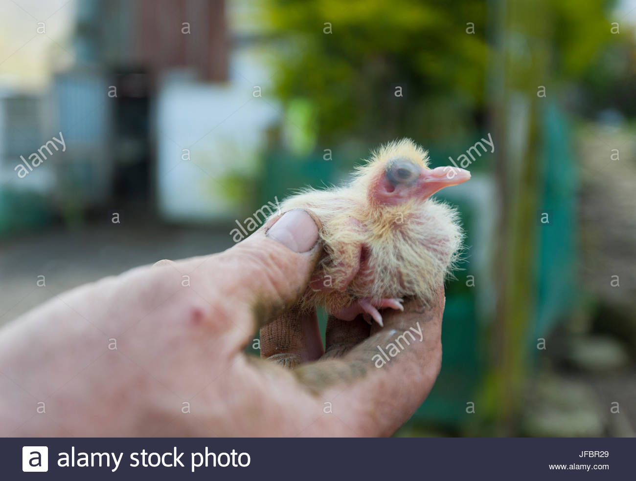 Baby Pigeon Banque D Image Et Photos Alamy Baby Pigeon Banque D Image Et Photos Alamy