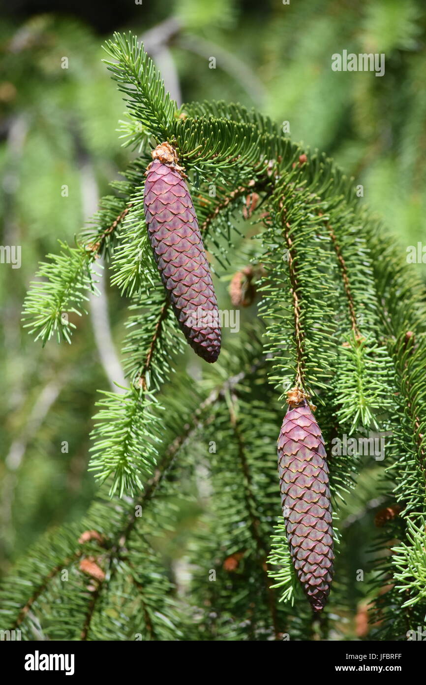 Dangling Cocottes Banque D'Images