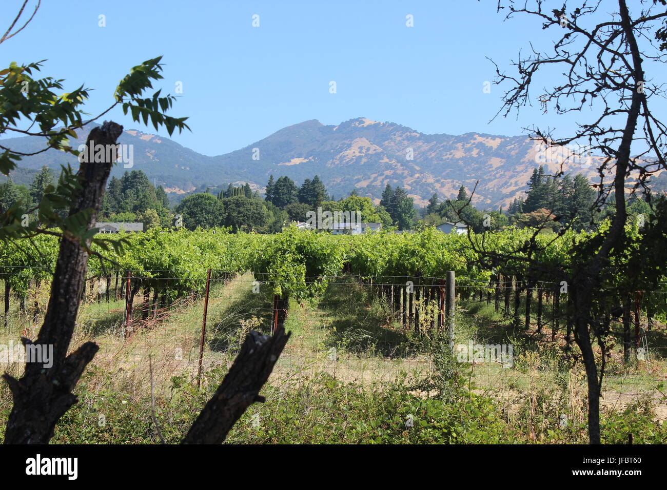 Vignoble, comté de Solano Green Valley, Californie Banque D'Images