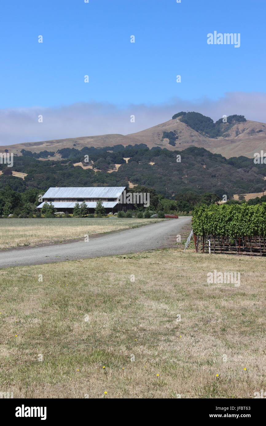 Vignoble, comté de Solano Green Valley, Californie Banque D'Images