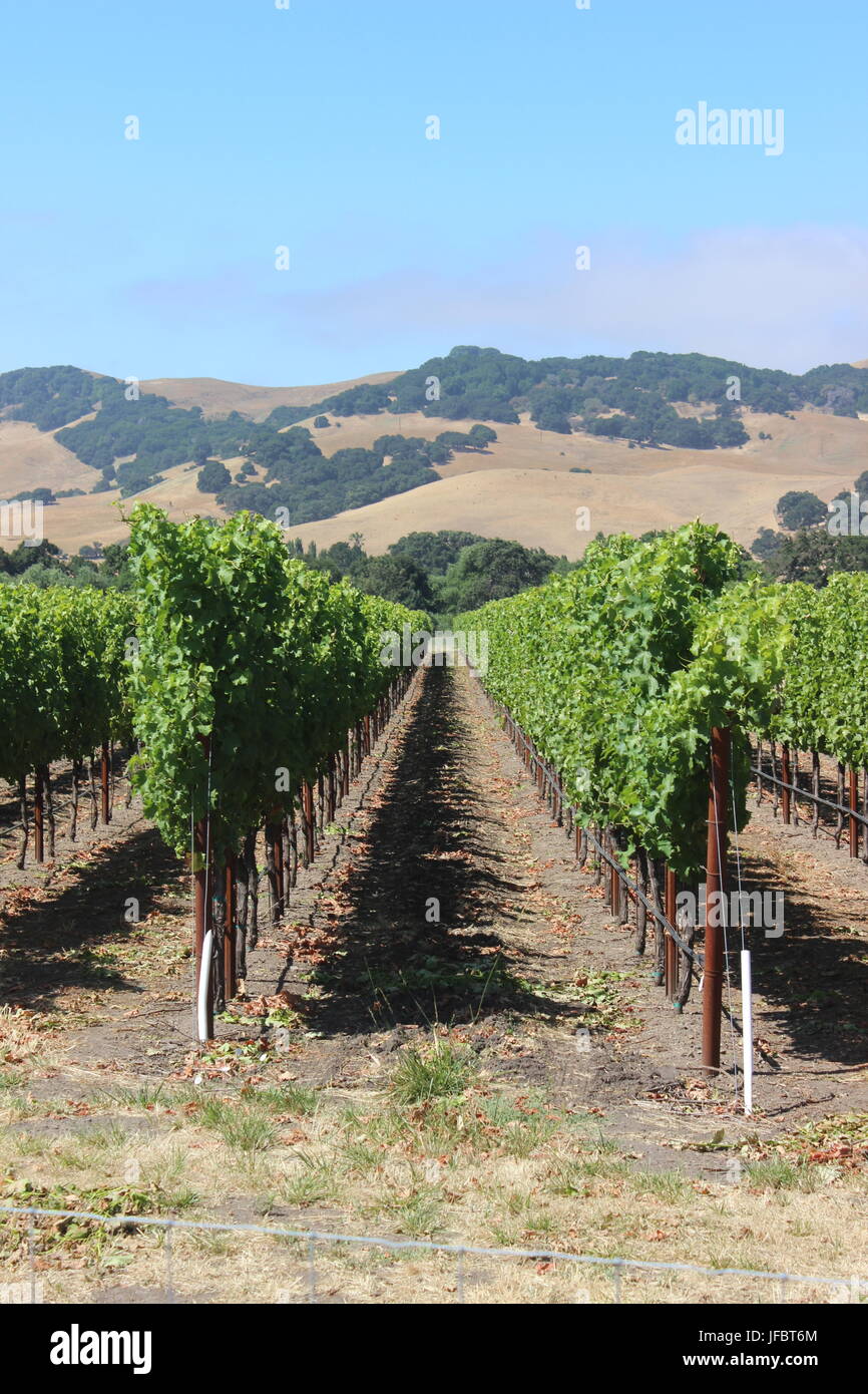 Vignoble, comté de Solano Green Valley, Californie Banque D'Images