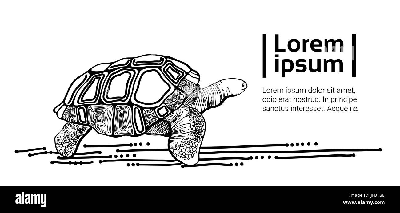 Dessin de tortue animal noir With Copy Space Illustration de Vecteur Dessin de tortue animal noir With Copy Space Illustration de Vecteur