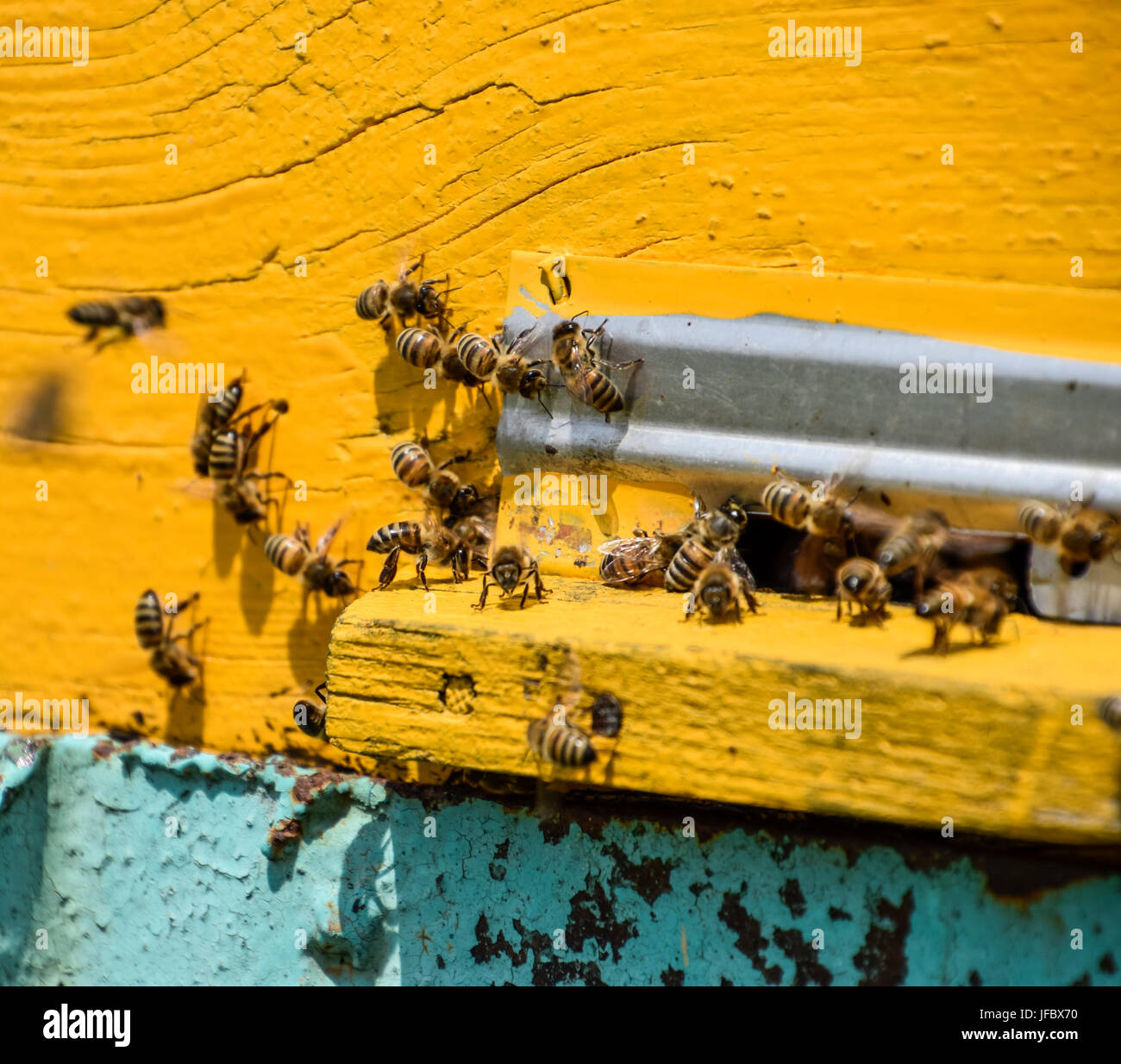Lot 12 Portes D'Entrée Ruche Abeilles - Disque Rotatif Plastique Apiculture