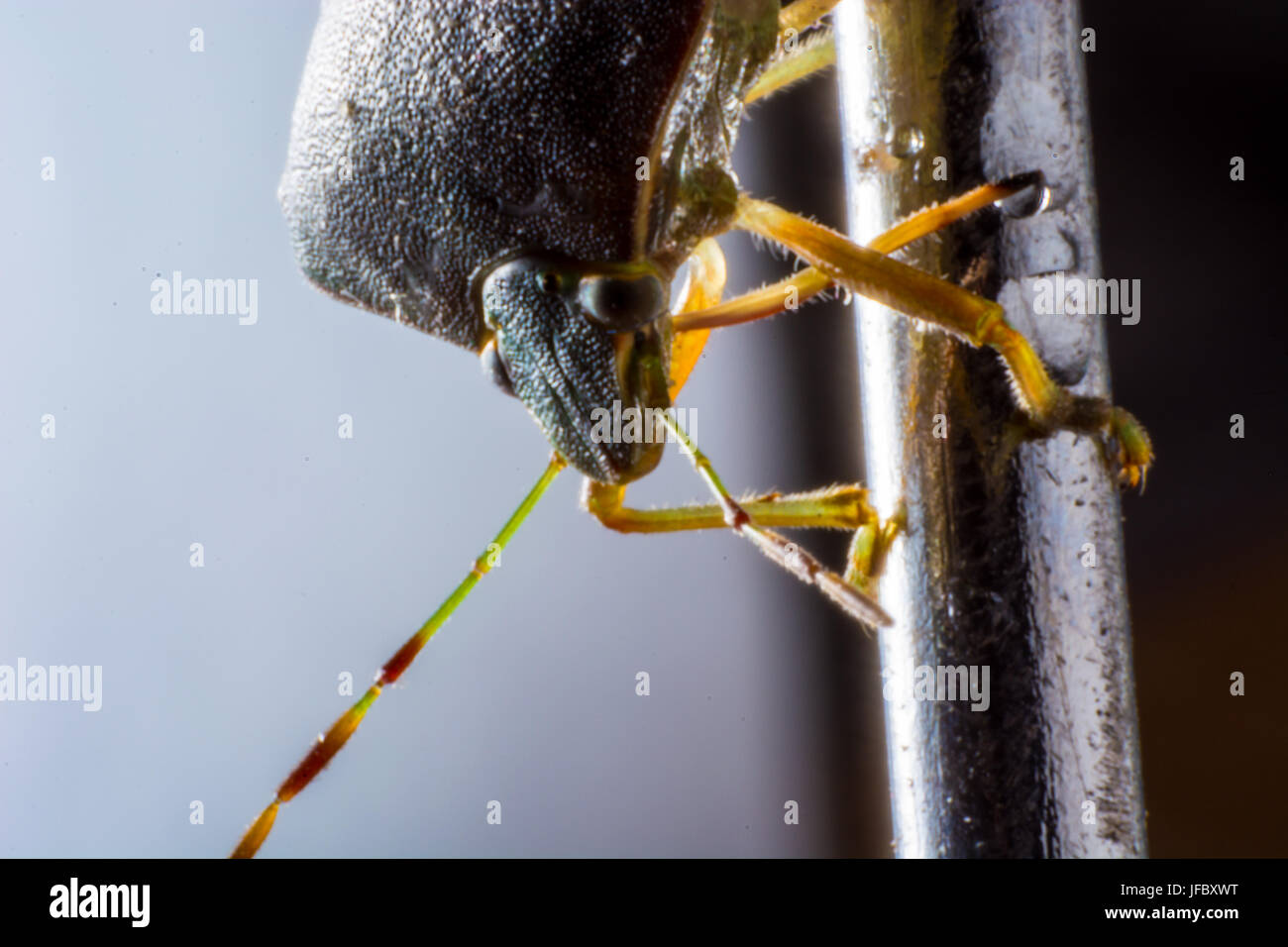 Close-up de l'stinkbug Banque D'Images